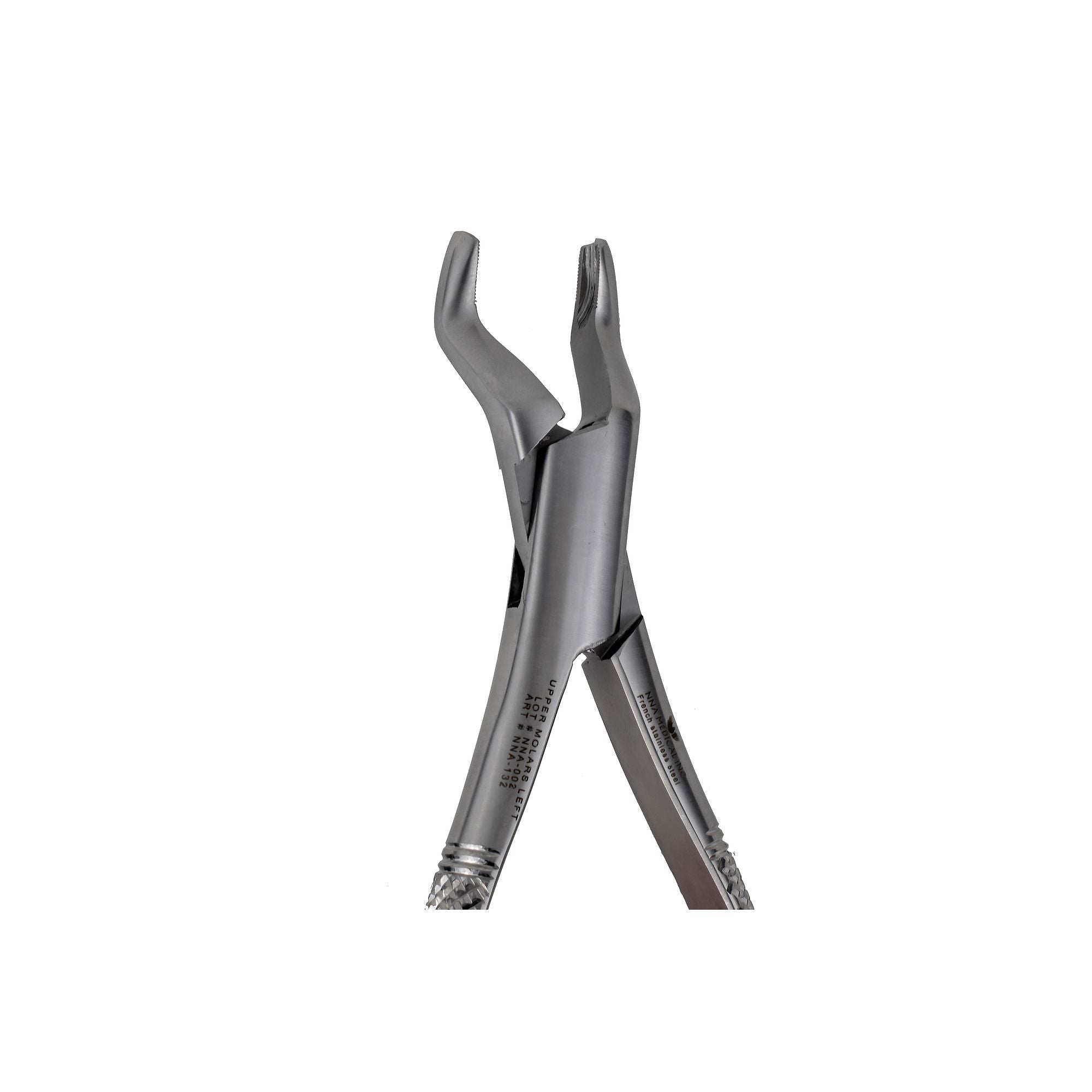 53L Left 1st and 2nd Upper Molars pointed Beak